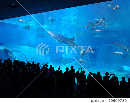 【沖縄県 日本の観光名所】美ら海水族館のジンベイザメ 【沖縄県 日本の観光名所】美ら海水族館のジンベイザメ 50609789