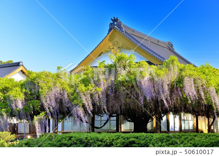 住雲寺の藤 住雲寺の藤 50610017