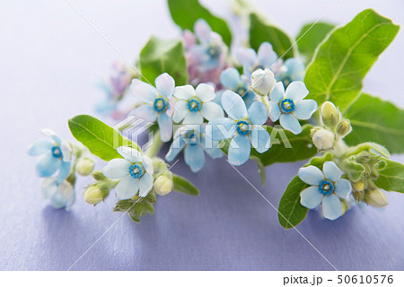 ブルースター 50610576