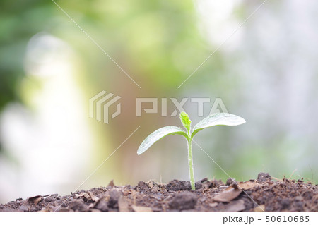 Young green plant growing in the morning 50610685