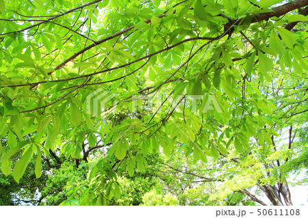 新緑　エコ 50611108
