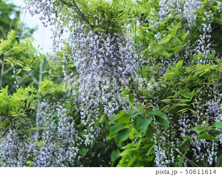里山に咲くフジの花 50611614