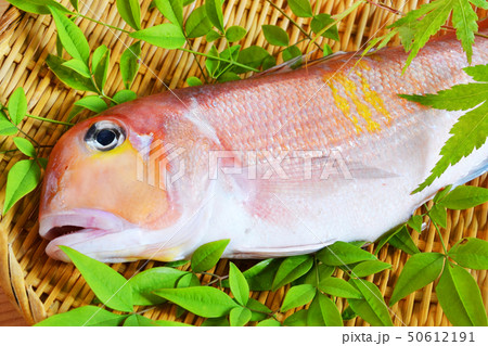 あまだい あまだい 50612191