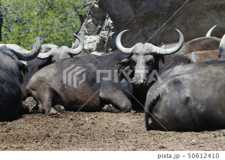 アフリカスイギュウ 50612410