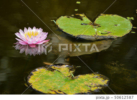 Hardy Water Lilies, Mckee Botanical Garden,Florida 50612587