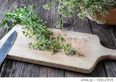 Cutting up shepherd's purse to prepare tincture 50612939