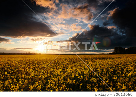 Timelapse of rapeseed flowers at evening. 50613066