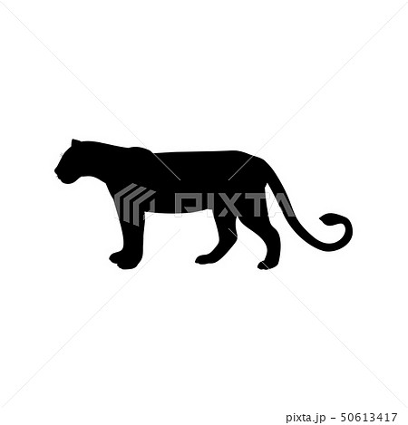 Lioness predator black silhouette animal Lioness predator black silhouette animal 50613417