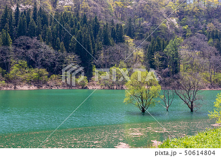 新緑の奥利根　藤原湖 50614804