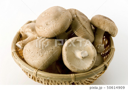 椎茸 椎茸 50614909