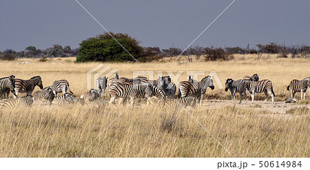 Mountain Zebra, Equus zebra in Etosha National Park, Namibia 50614984