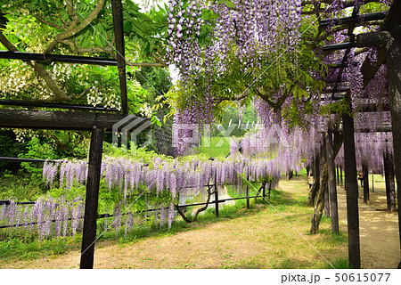 朝来市 白井大町藤公園 フジの風景の写真素材