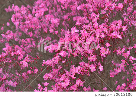 鳴神山に咲くアカヤシオ 鳴神山に咲くアカヤシオ 50615106