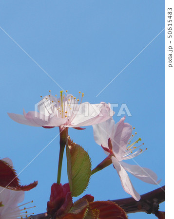 桜の花 50615483