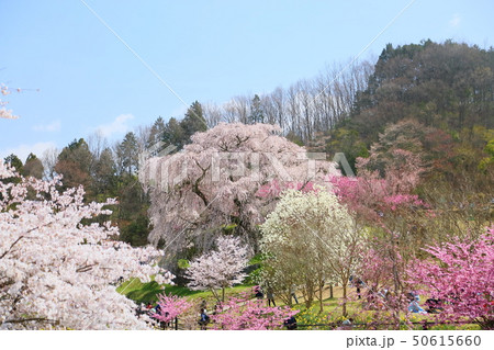 又兵衛桜満開 50615660