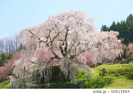 又兵衛桜満開 50615664