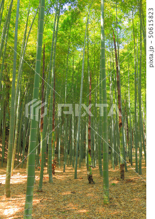 茅ヶ崎里山公園の竹林 茅ヶ崎里山公園の竹林 50615823