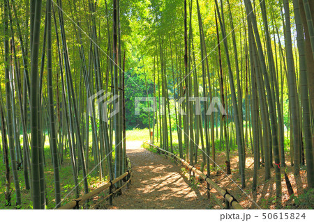 茅ヶ崎里山公園の竹林 50615824