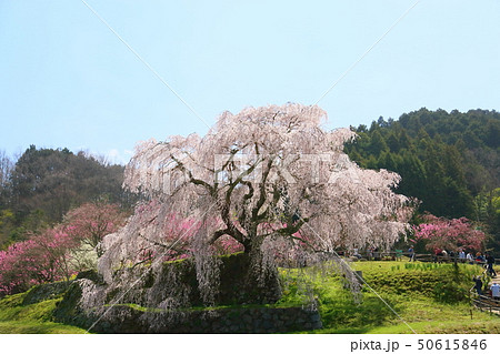 又兵衛桜満開 50615846