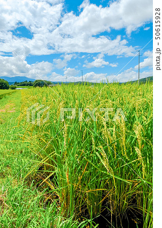 夏の稲 （８月） 50615928