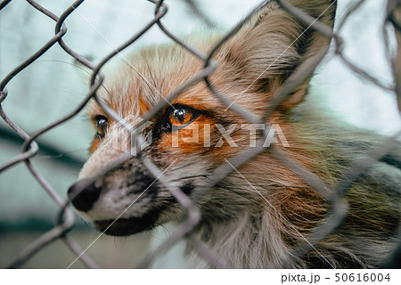 fox behind the metal grid 50616004