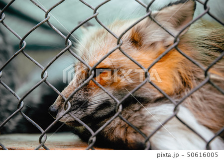 fox behind the metal grid 50616005