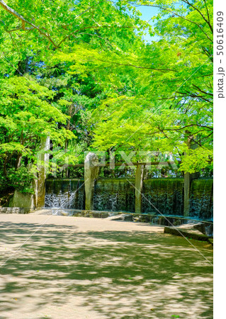 蚕糸の森公園 50616409