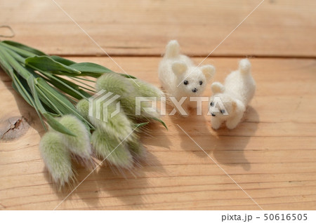 ラグラスと子犬 ラグラスと子犬 50616505