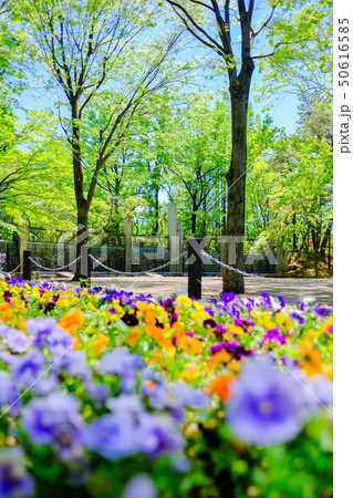 蚕糸の森公園 50616585