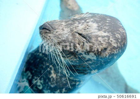睡眠中のゴマフアザラシ 睡眠中のゴマフアザラシ 50616691
