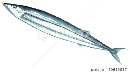 手描き秋刀魚のイラスト素材