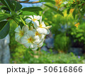 White Frangipani flowers, blooming flowers, 50616866