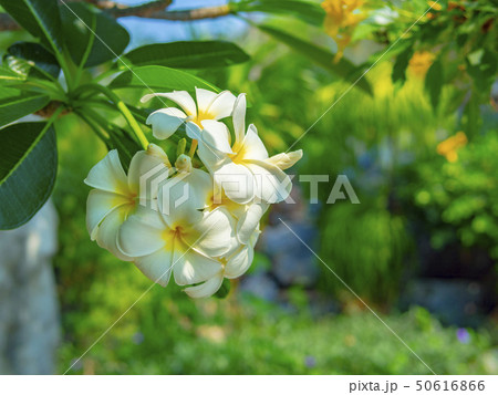 White Frangipani flowers, blooming flowers, 50616866