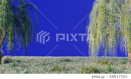Branches with green leaves of weeping willow and leaves fluttering in the wind in front of a blue 50617201