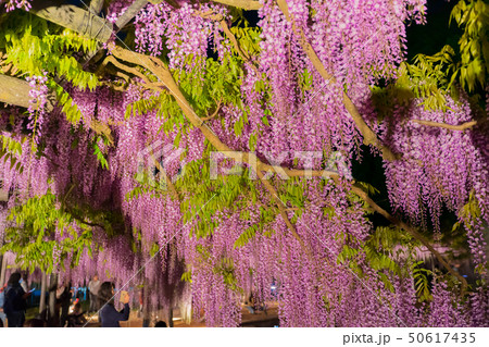 白井大町藤公園　ライトアップ 50617435