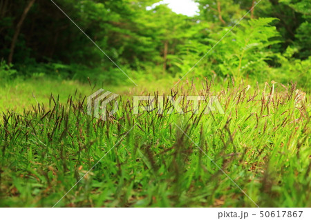風景 観光 風 50617867