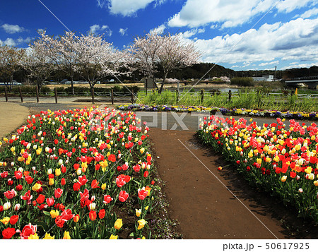 佐倉ふるさと広場のチューリップ 佐倉ふるさと広場のチューリップ 50617925
