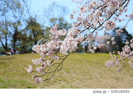 春の公園 桜満開 春の公園 桜満開 50618000