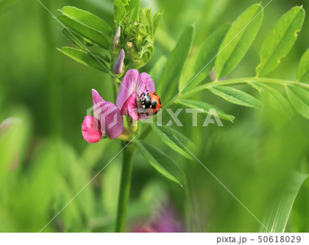 カラスノエンドウとナナホシテントウ 50618029