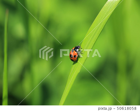 ナナホシテントウ 50618058