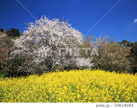 菜の花とサクラ 50618085