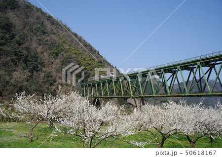 三江線、桜、鉄道写真 50618167