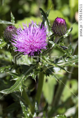 ノアザミ 50618211