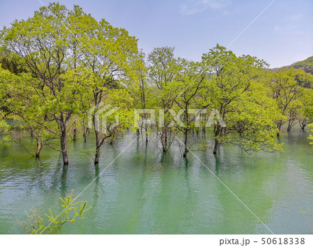白川湖の水没林 空撮 山形飯豊 白川湖の水没林 空撮 山形飯豊 50618338