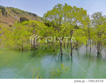白川湖の水没林 空撮 山形飯豊 白川湖の水没林 空撮 山形飯豊 50618339