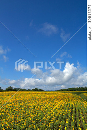 北竜町のひまわり畑 50618373