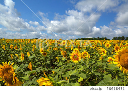 北竜町のひまわり畑 50618431
