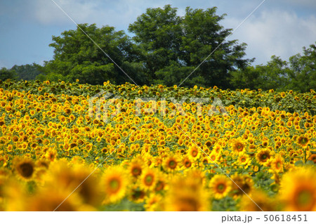 北竜町のひまわり畑 50618451