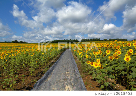 北竜町のひまわり畑 北竜町のひまわり畑 50618452