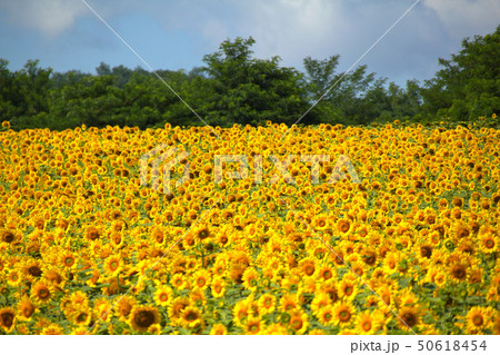 北竜町のひまわり畑 50618454